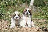 SAINT BERNARD 039